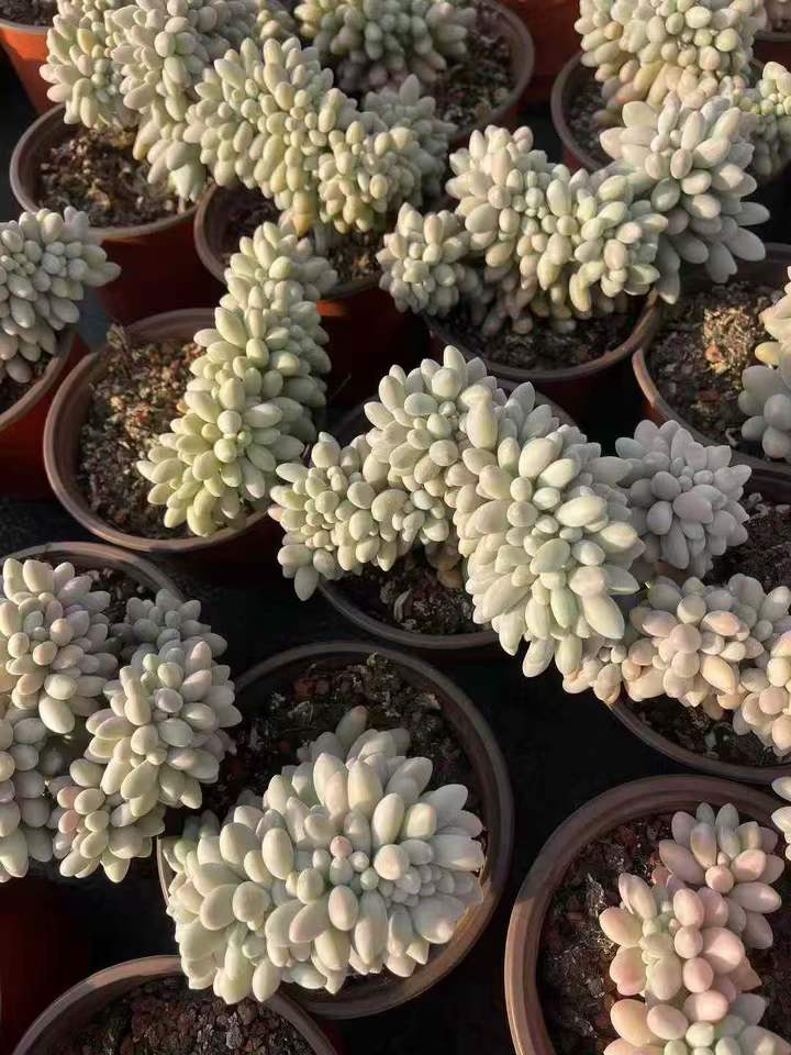 26569 オレンジスノーボール綴化