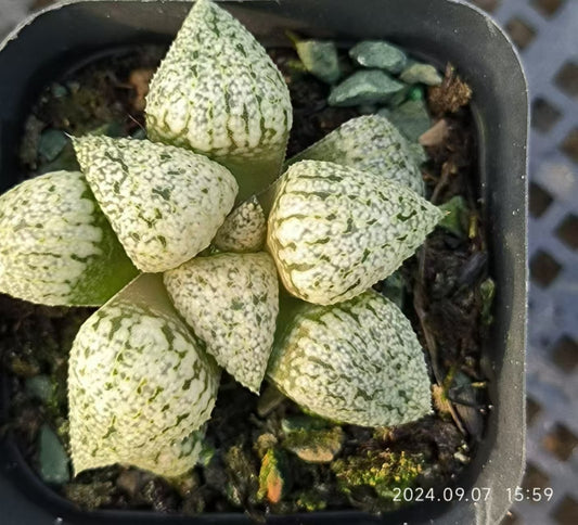 13137 ハオルチア ピクタ