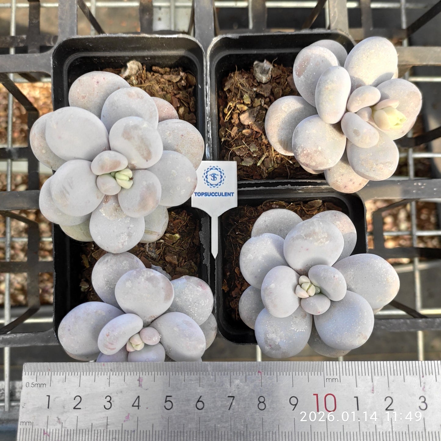 6846 オビファーラム　ムーン　ストーン