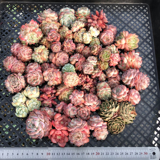 BL2121-020 ミックス苗