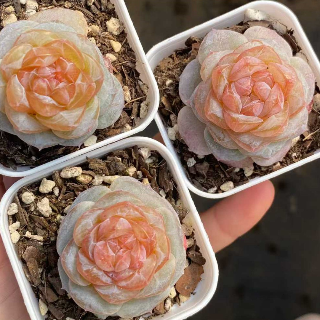 24785 スノー　ラバー