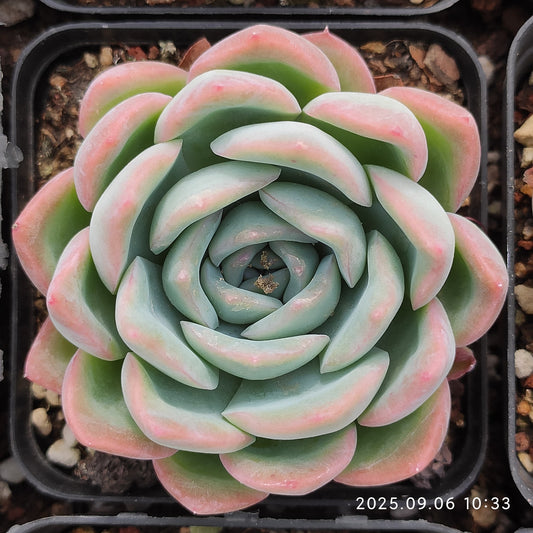RC028 シルーエットHyb（7cm pot）