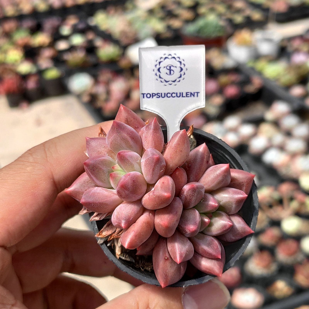 26963 ベビー ドット
