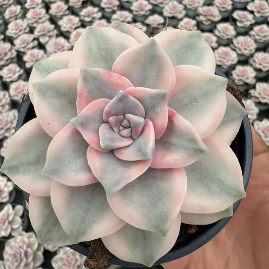 22561  スノーホワイト錦（9cm pot）