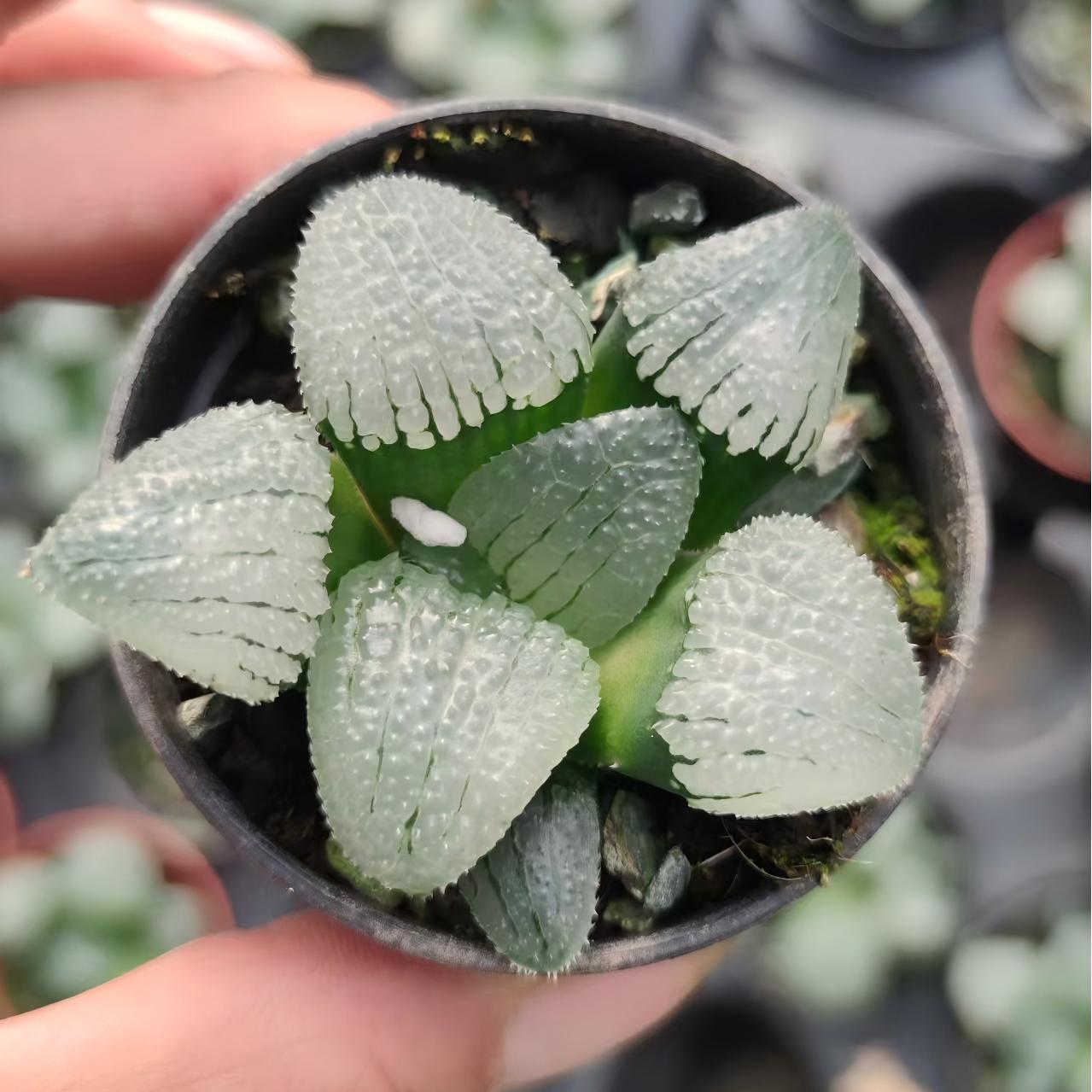 13175 ハオルチア 天空の鏡