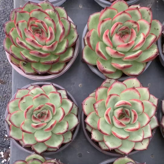 BL1880 マールボロ（9cm pot）