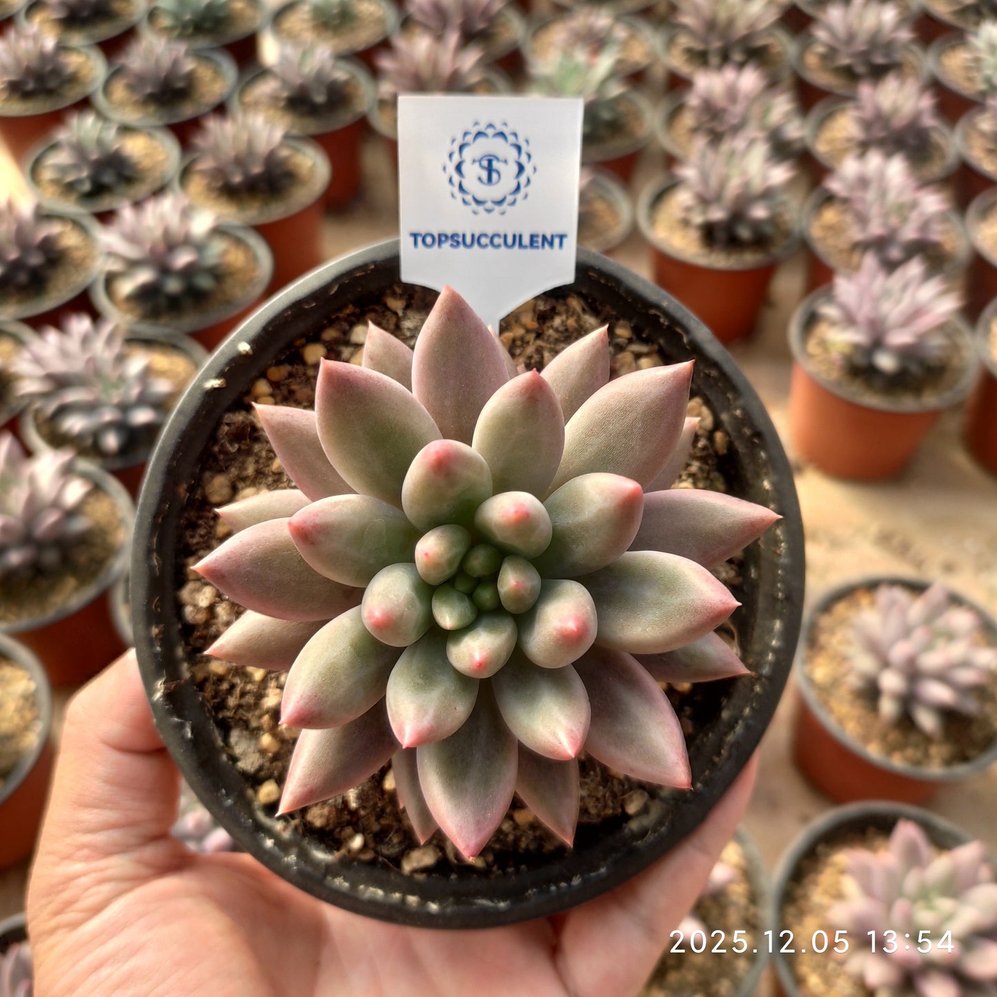 22088 エンジェルスフィンガー（12cm pot）