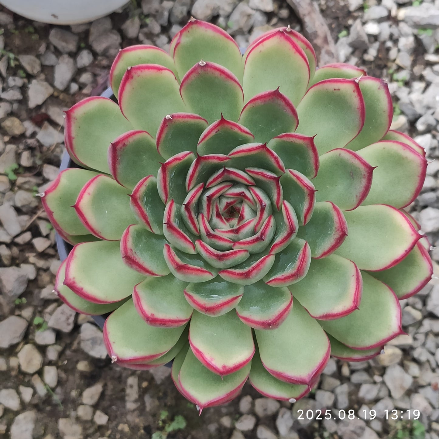 ZAJ013 ファイヤーフライ (12cm pot)