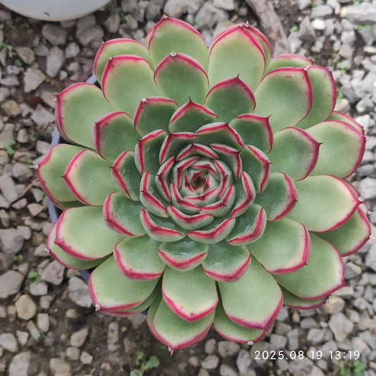 ZAJ013 ファイヤーフライ (12cm pot)