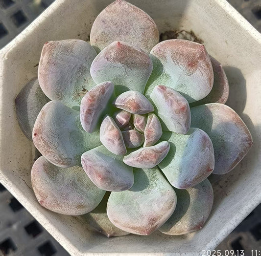 GR364 オレンジモンロー(6.5cm pot)