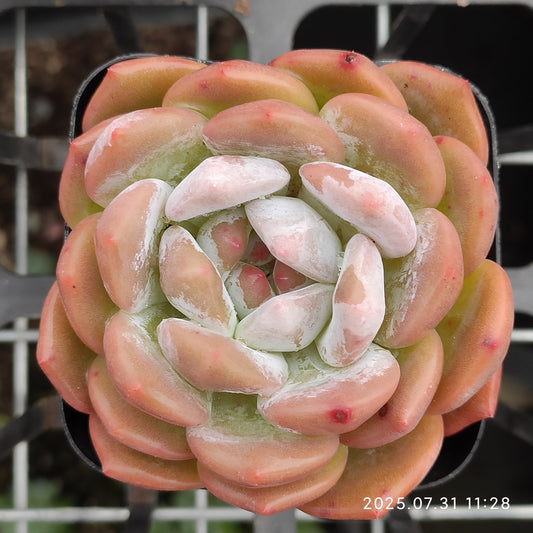 MMT817 オレンジモンロー （7cm pot)