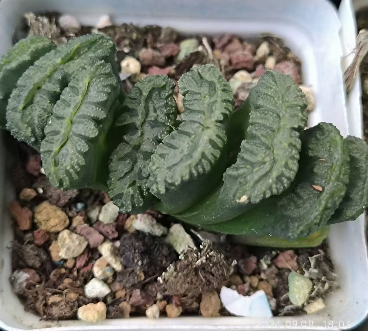 13194 海蛍ウミホタル