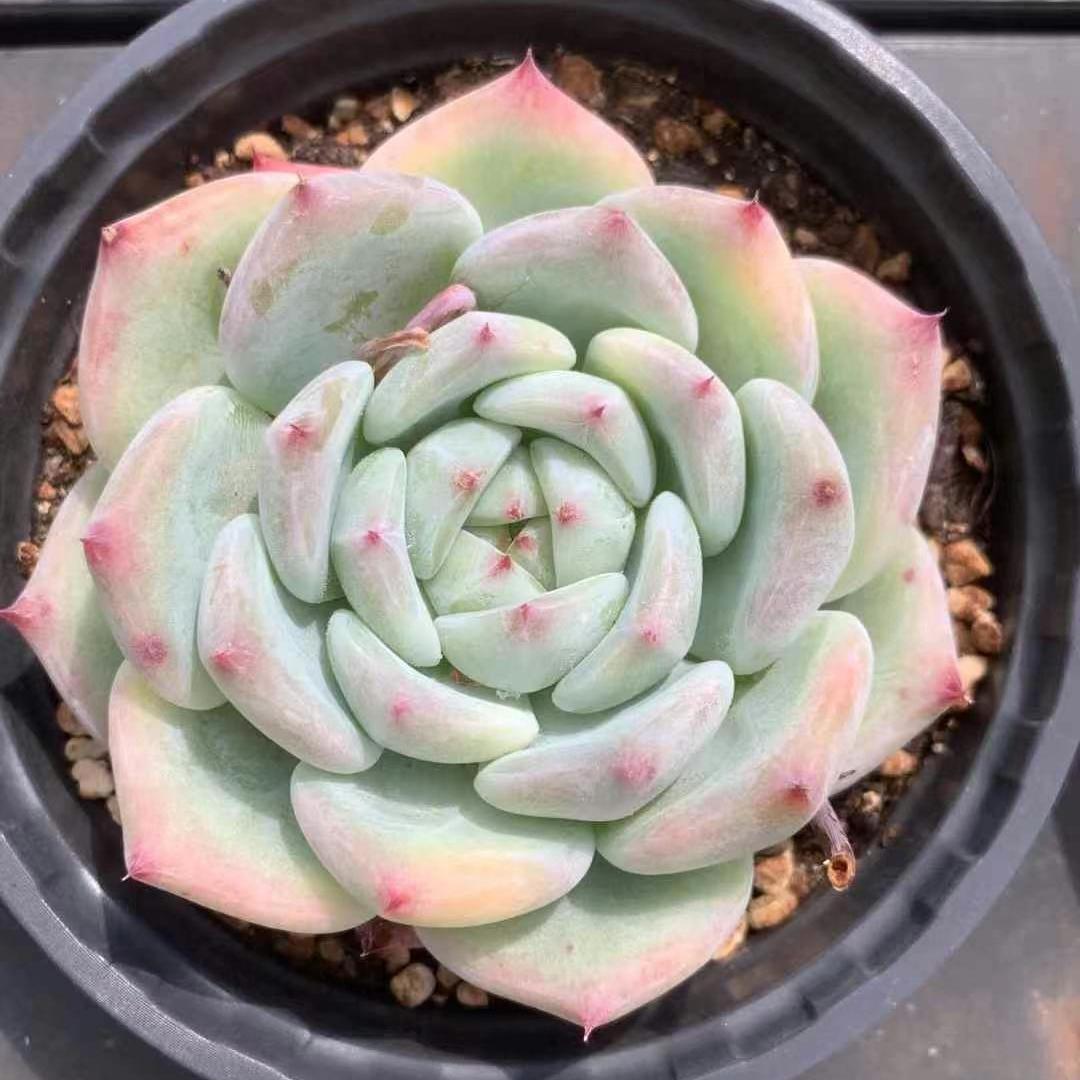 BL1650 ホワイトラタム （12cm pot）
