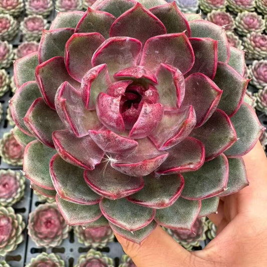 QNY161 ハクルベレ（12cm pot）