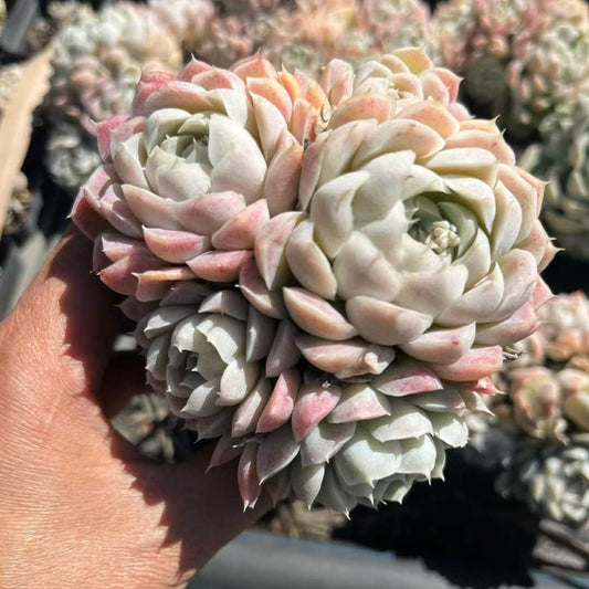 25706 ヒューミリス