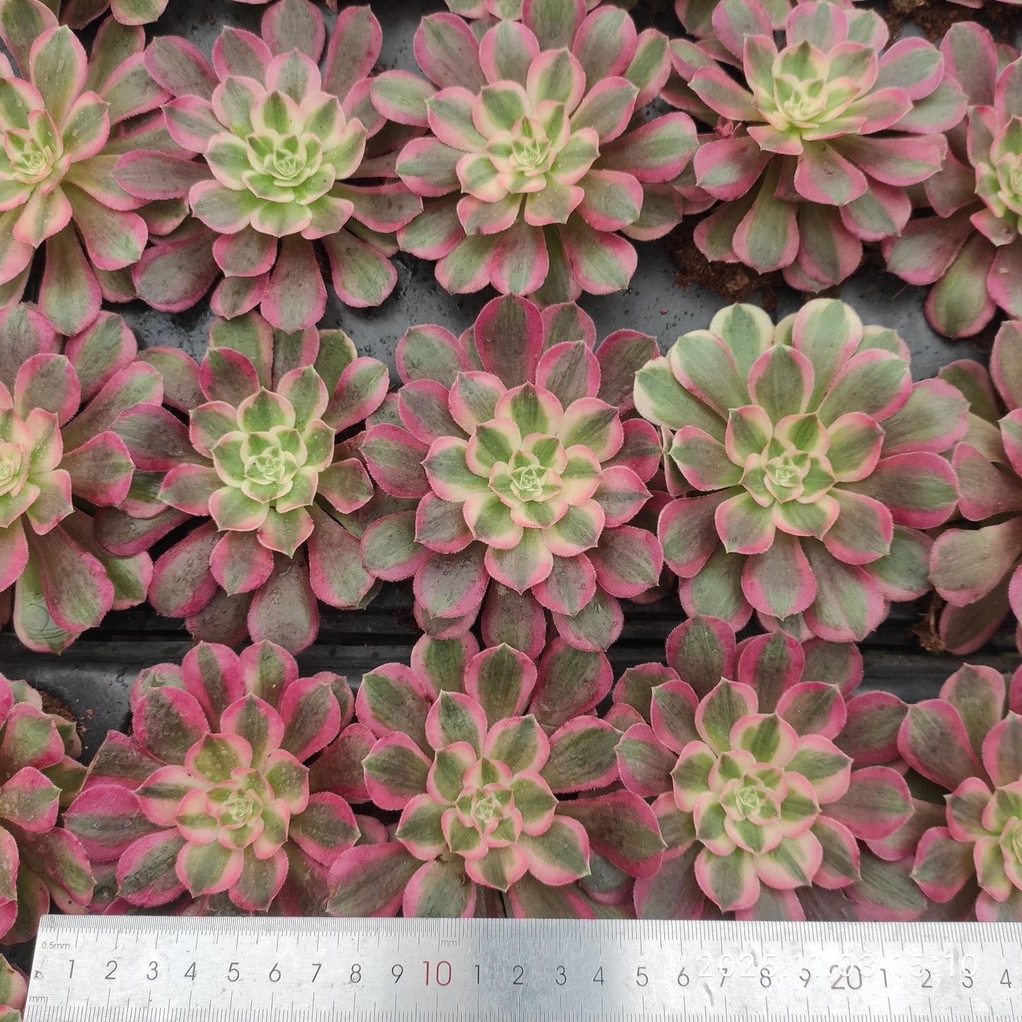 22307 ピーコック　フェザーズ（6cm pot）