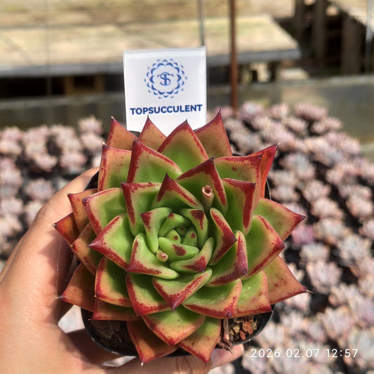 20602 リップスティック