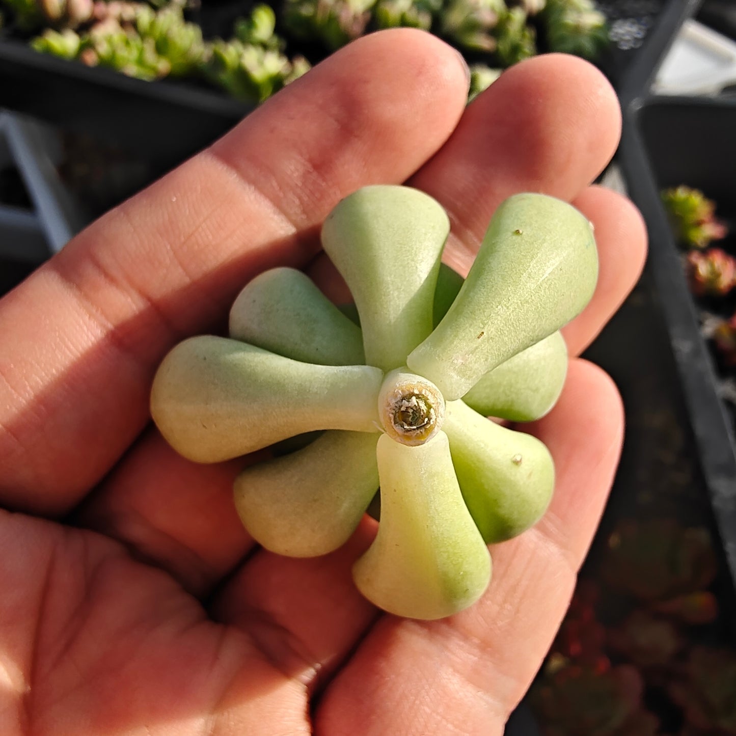 220749 パーフェクト　フェアリー（カット苗）