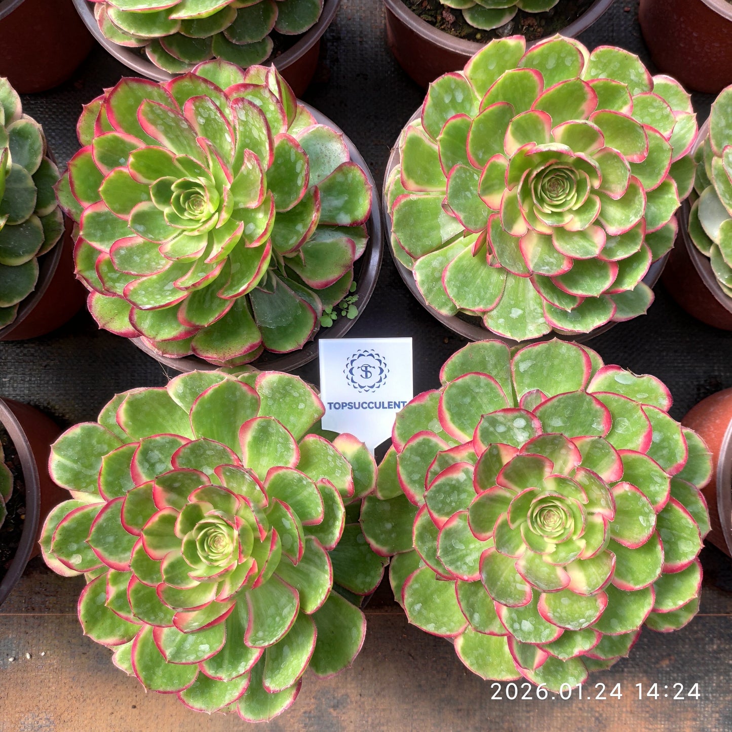 23319 バンクェット