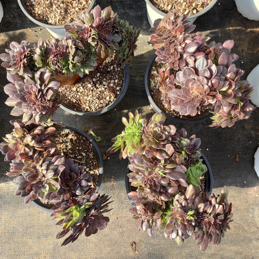 22317 ムーン　ナイト 綴化