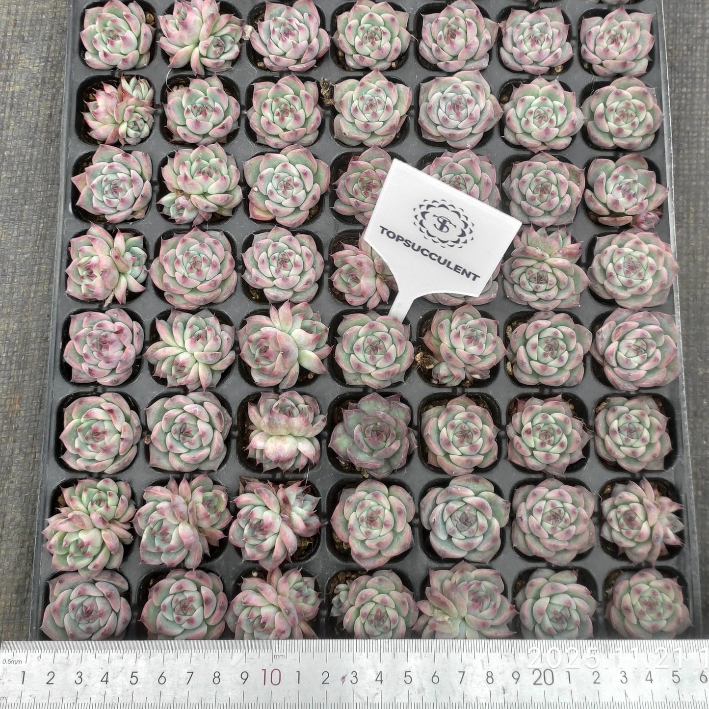 22140  チワワエンシス（3cm pot）（ポット苗）