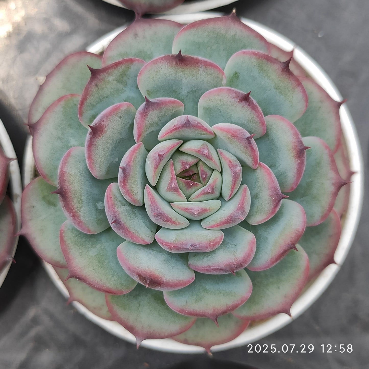 ZZA103 マルセル（5.5cm pot）