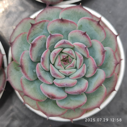 ZZA103 マルセル（5.5cm pot）