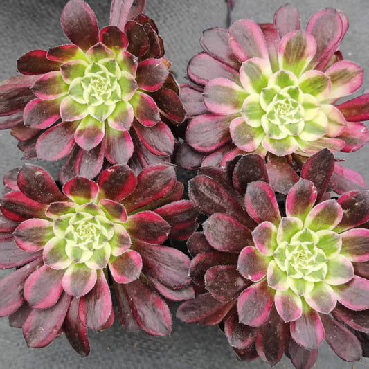 BL1804 スカイチーム（7 cm pot）