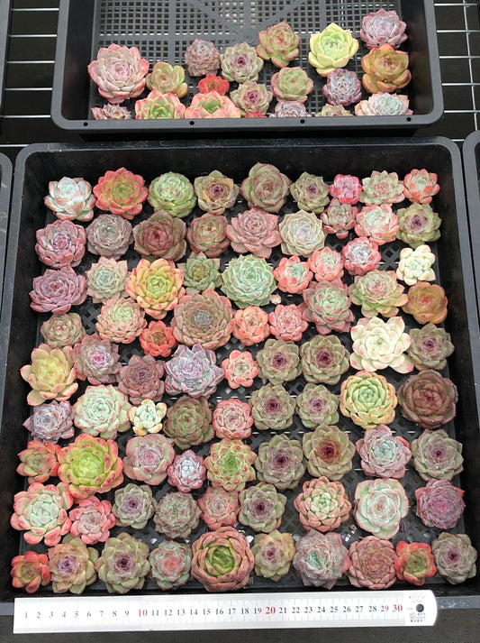 20076 ミックス苗100株（4cm pot）15