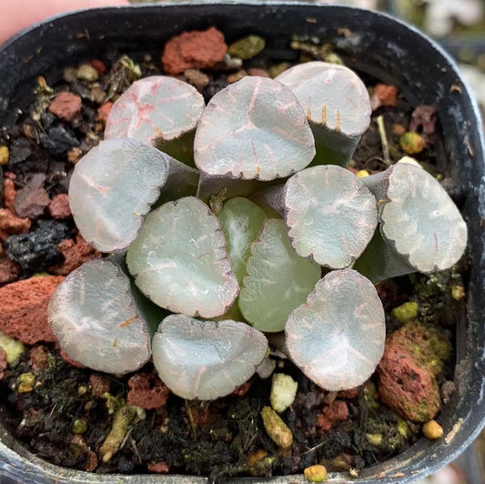 CS119 蜃気楼 シンキ口ウ (7cm pot)