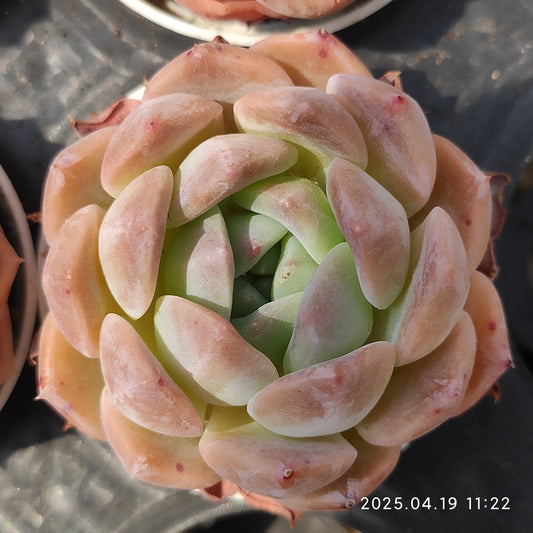 ZZA134 ピュアラブ(5.5cm pot)