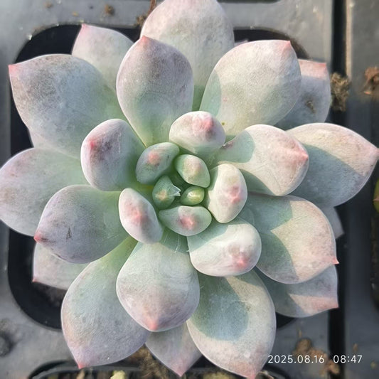 LG683 マッスルエンジェル（6.5cm pot）