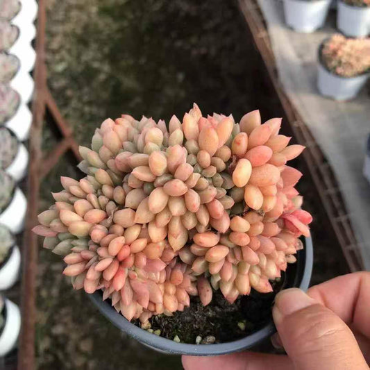 265185 アリエル綴化
