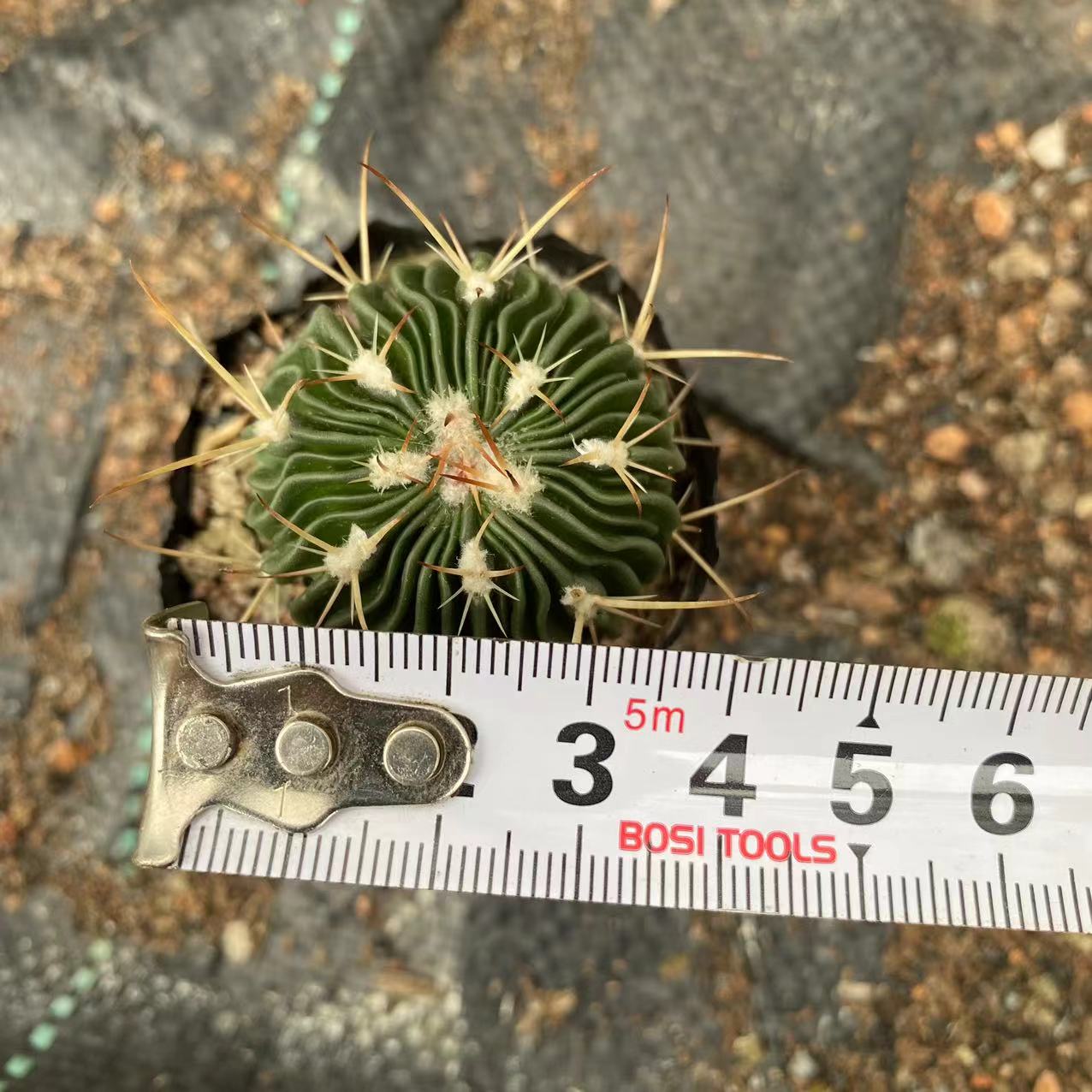 ZL215 千波万波 (4cm pot)