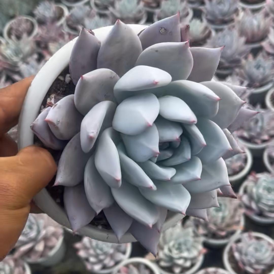 23414 メシキカンジャイアント（15cm pot）