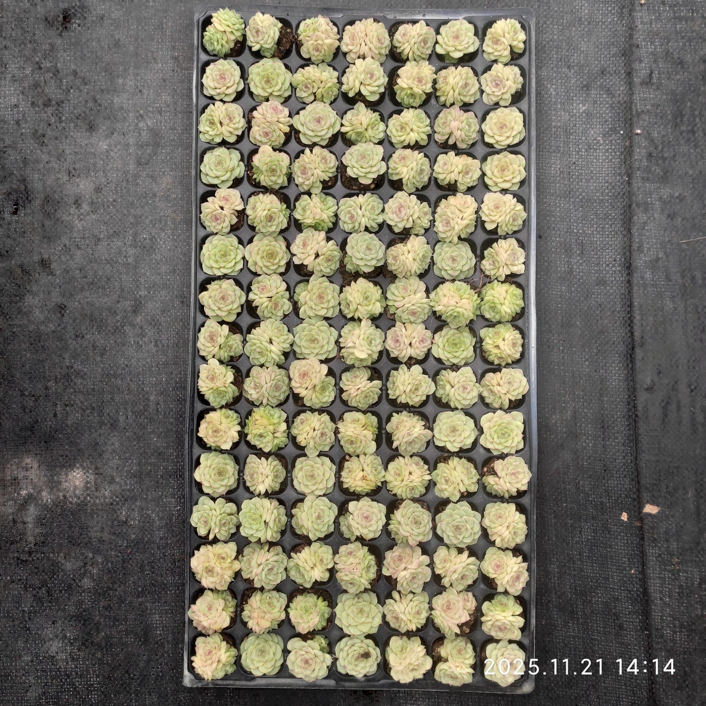 22129  ホワイトスワン（白鳥）（3cm pot）（ポット苗）