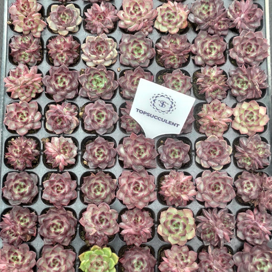 22126  ブラックナイト（3cm pot）（ポット苗）