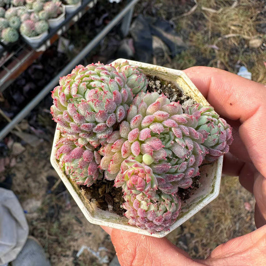 8350 グロブローサ