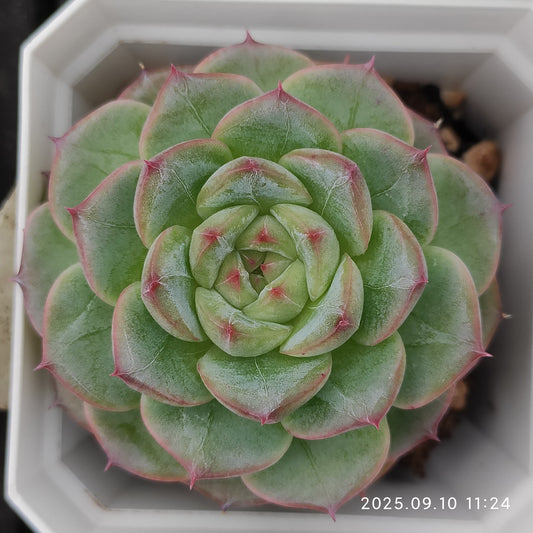 HG025 マルギャンHyb（7cm pot）