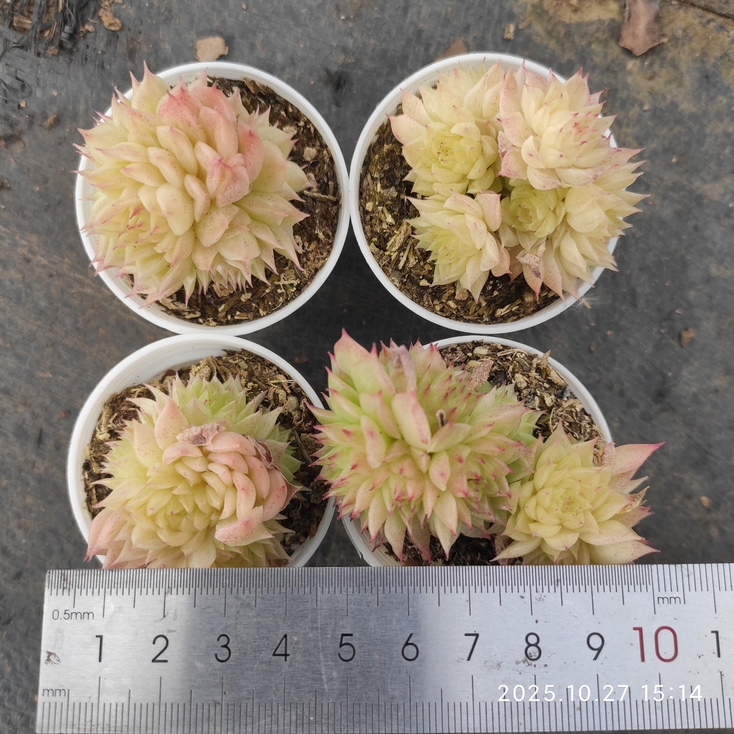 21284 バタフライ　マルギャン（5.5cm pot）