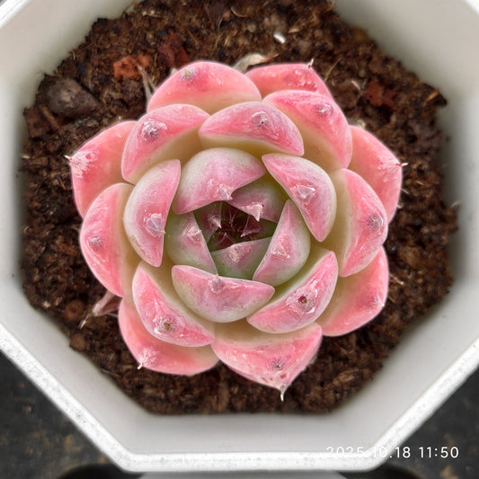 YBB129 チワワエンシス（7cm pot）