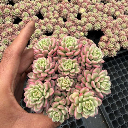 24781 タロック錦