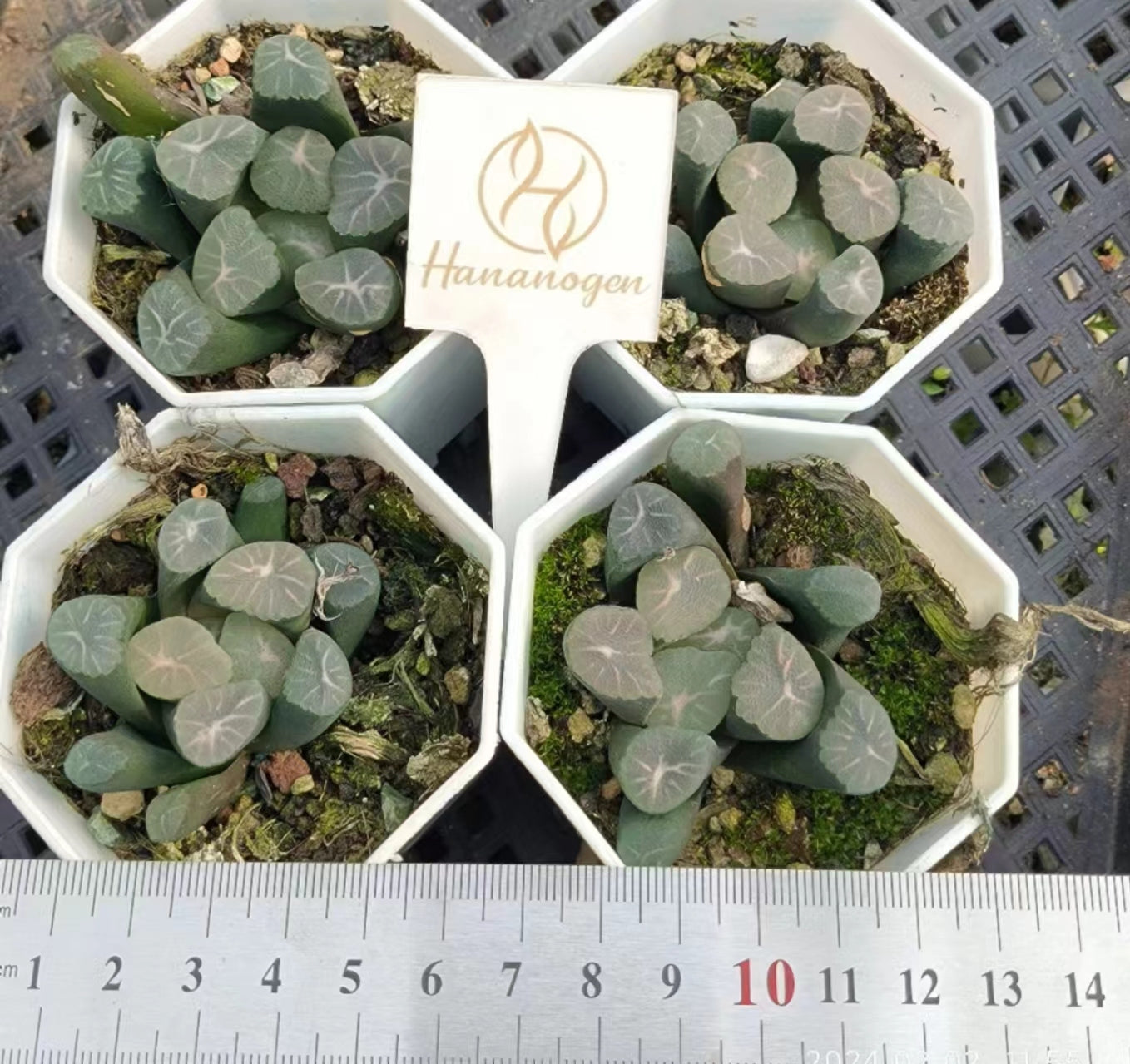 7363 飛 鳥 アスカ