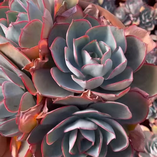 25797 ケネディー