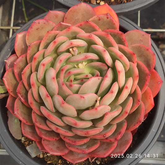 PX253 マドンナ （18cm pot）