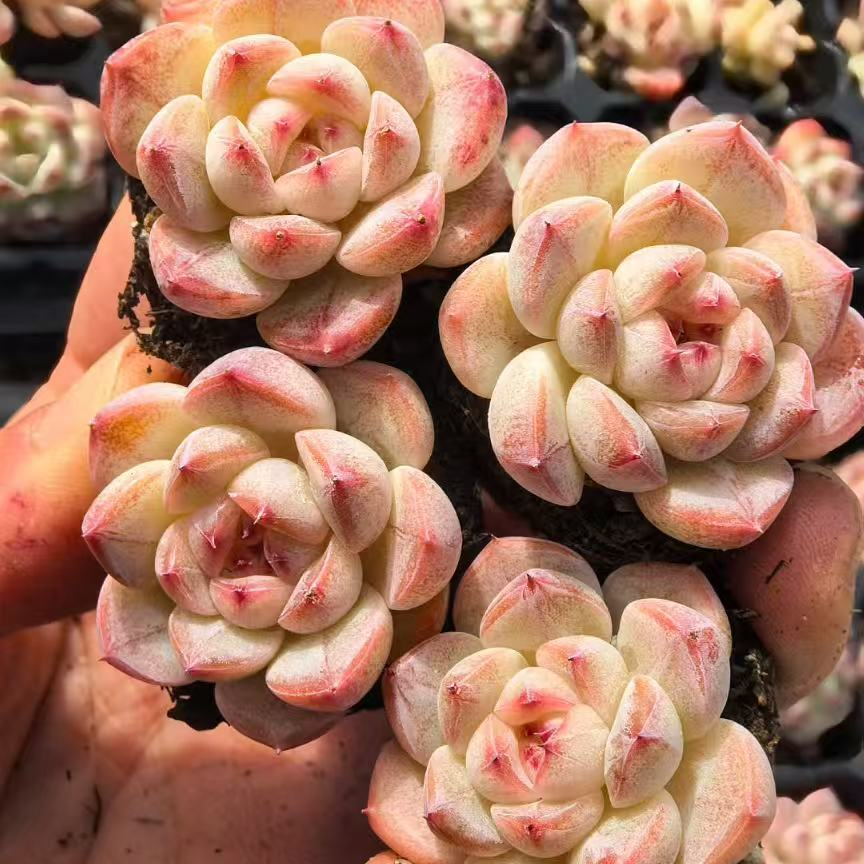 23488 スウィート　ヒアトブHyb（3cm pot）