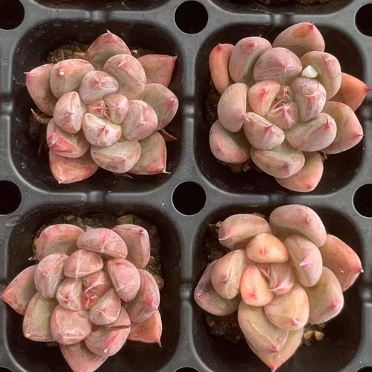 BL1852 フィンガーリング（3cm pot）