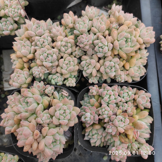 QN860 ピンクプロリフィカ（6.5cm pot）