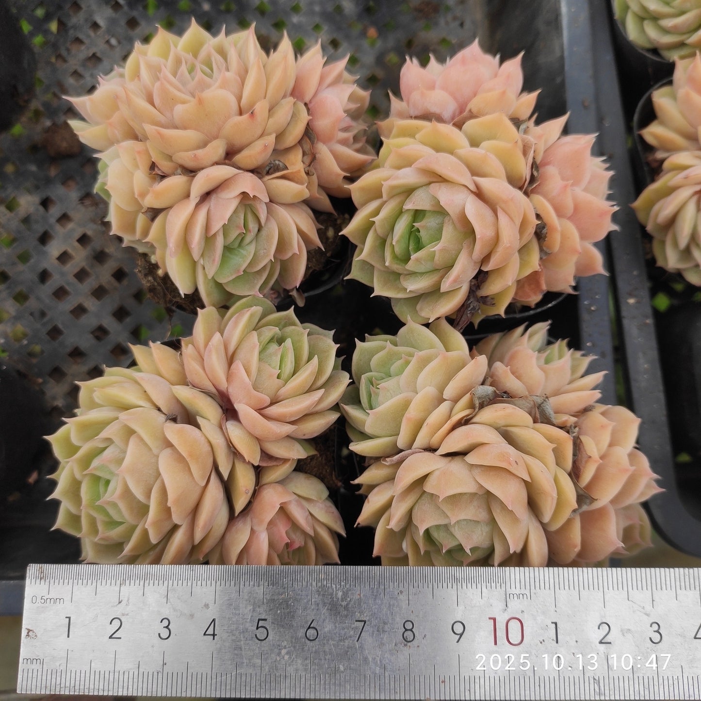 20574 オウンスロー（6.5cm pot）