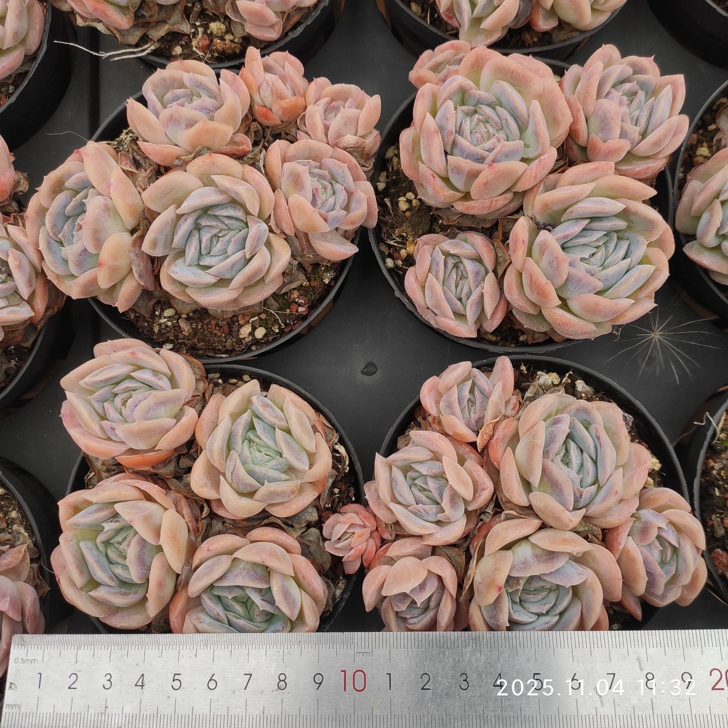 19950 ポトシナ（9cm pot）